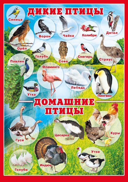 Дикие и домашние птицы для дошкольников