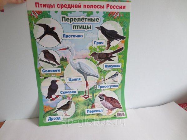 Перелетные птицы средней полосы России