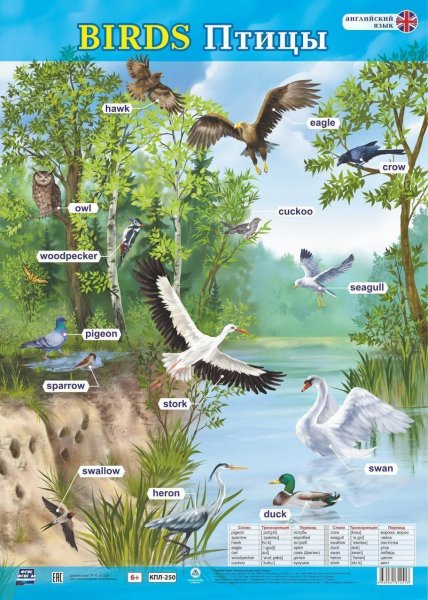 Учебный плакат птицы