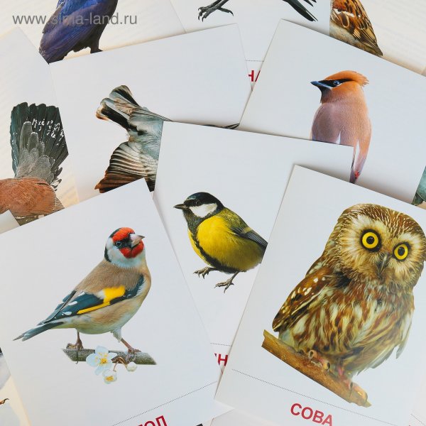 Демонстрационный материал птицы