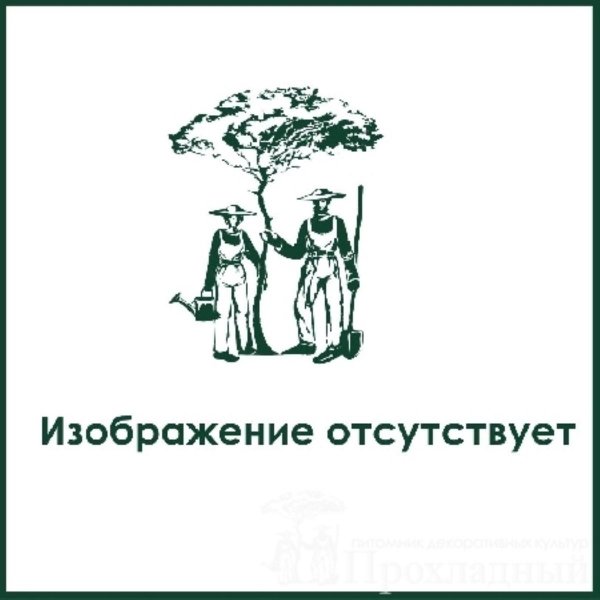 Зонтиковидные плакаты распечатать