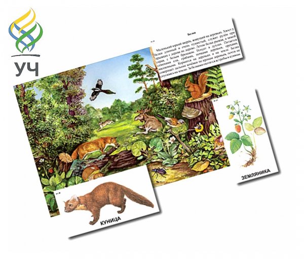 Биоразнообразие аппликация