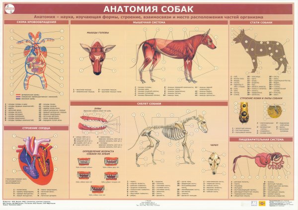 Анатомия собаки Ветеринария внутренние органы