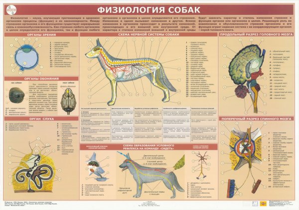 Плакаты по анатомии животных