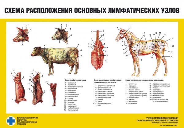 Лимфоузлы КРС ветсанэкспертиза