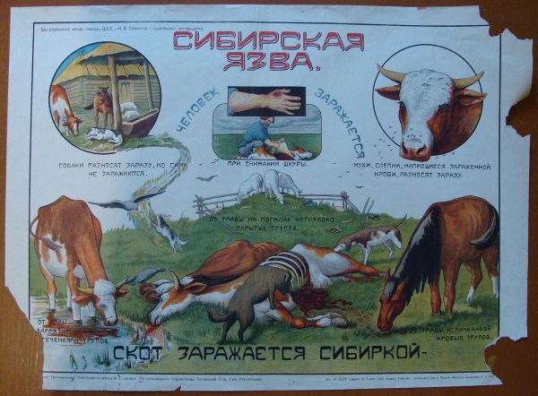 Сибирская язва профилактика у животных