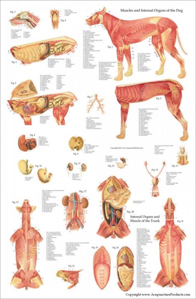 Анатомия собаки органы