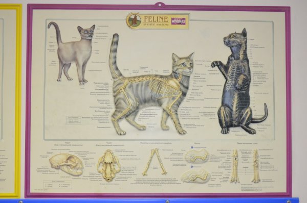 Ветеринарные плакаты с кошками