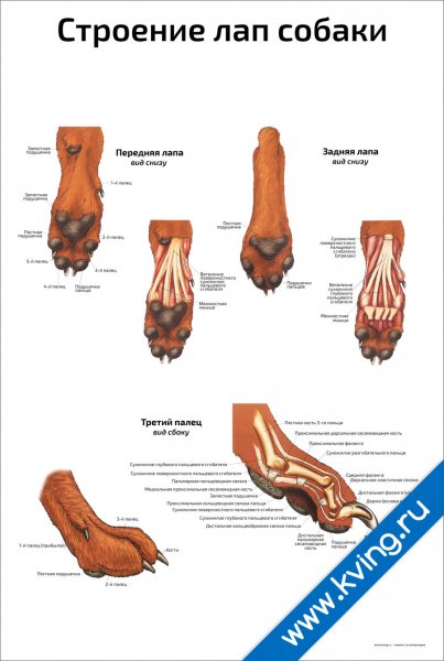 Строение конечностей собаки