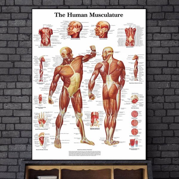 Муляжи мышц плакаты