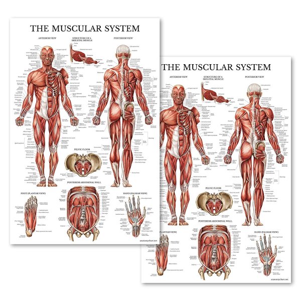 Плакат анатомия мышц в высоком качестве