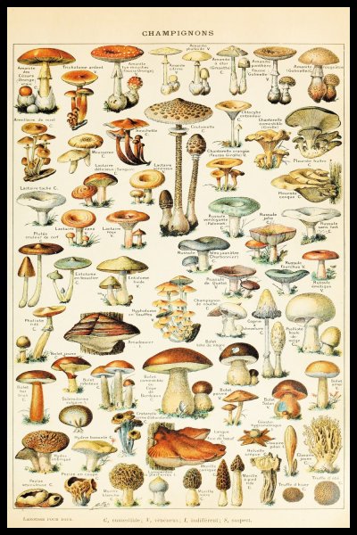 Съедобные грибы плакат