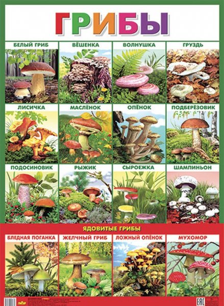 Плакат несъедобные грибы