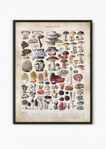 Постер грибы