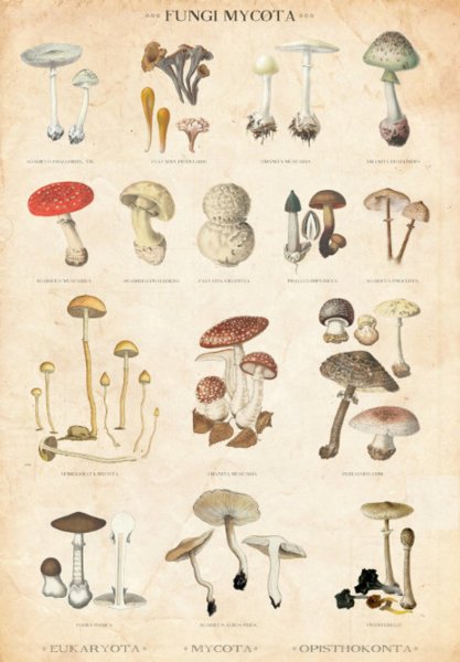 Грибы. Плакат