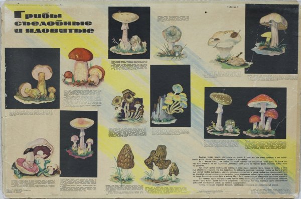 Грибы. Плакат