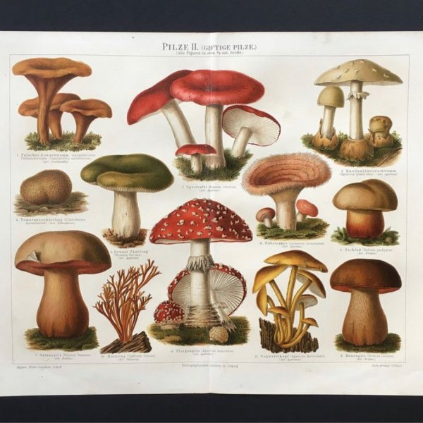 Съедобные грибы плакат