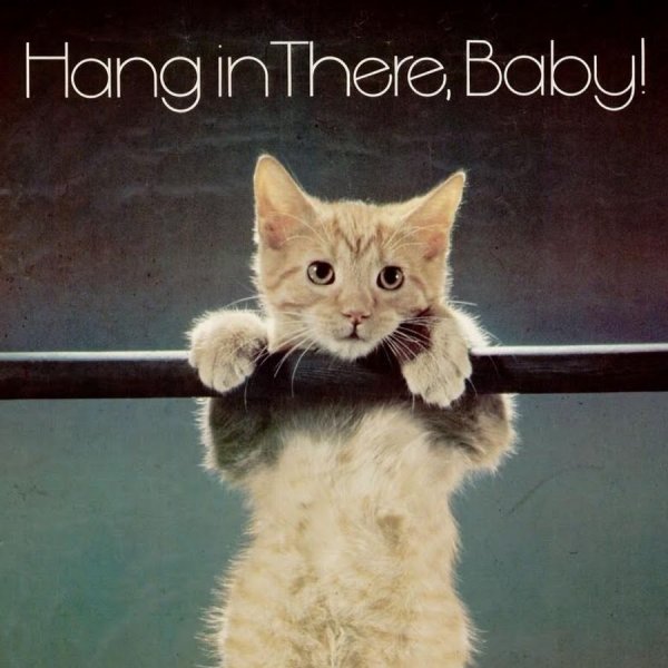 Держись котенок