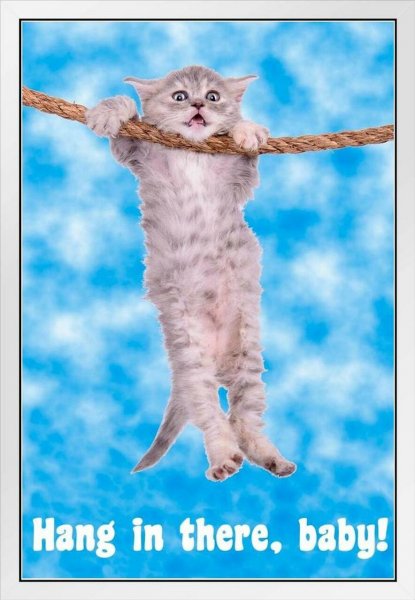 Держись кот