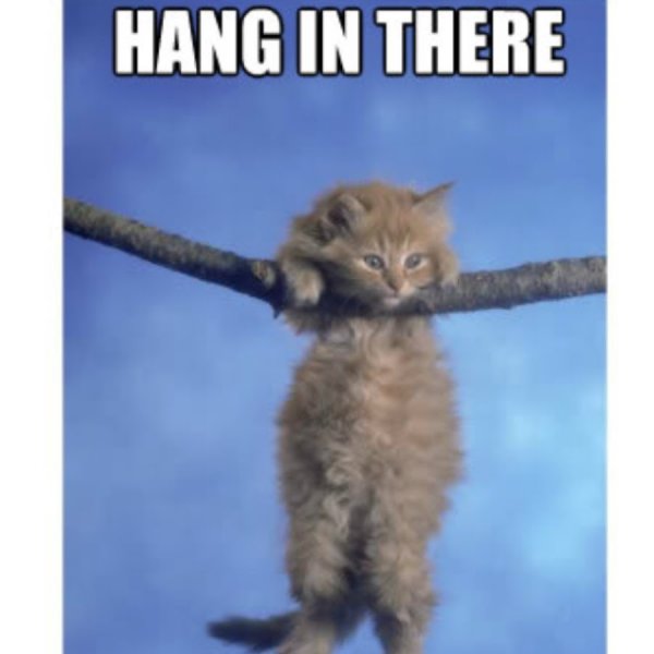 Плакат с котиком держись