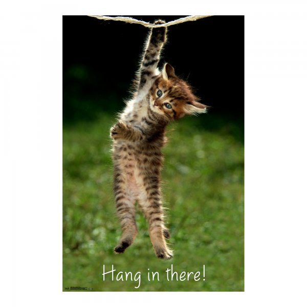 Hang in there Cat