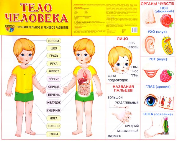 Плакат части тела человека для детей