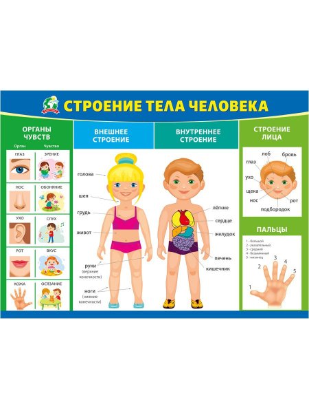 Тело человека для детей