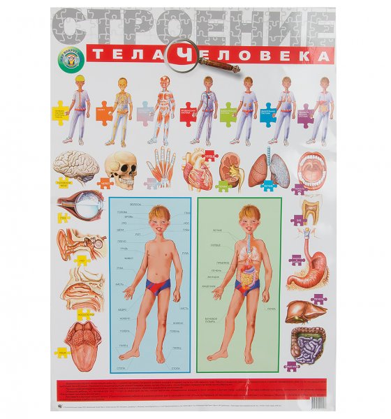 Анатомические плакаты для детей