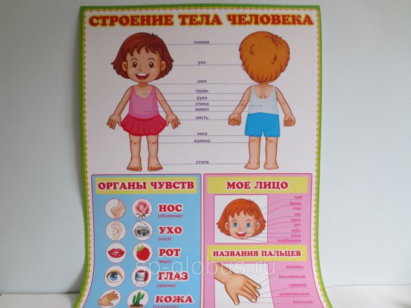 Плакат строение человека для дошкольников