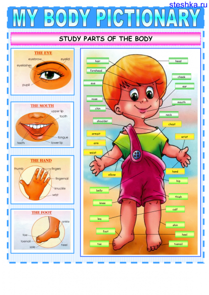 Английский язык Асти тела