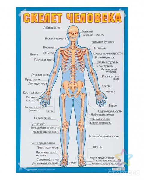 Скелет человека наглядное пособие