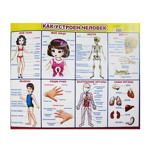 Плакат как устроен человек для детей