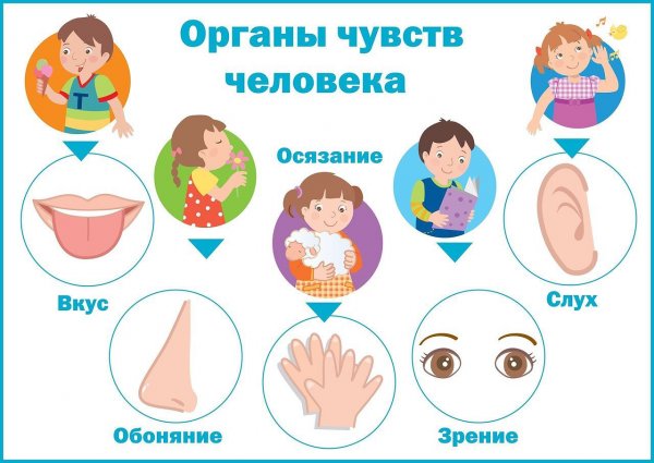 Органы чувств для дошкольников