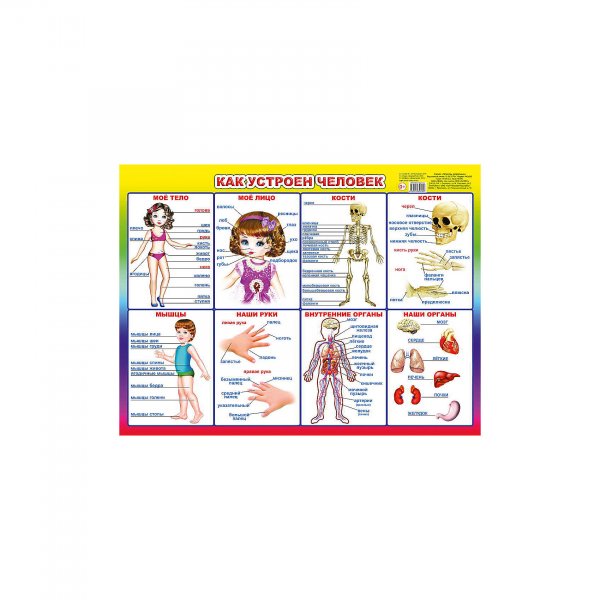 Плакат. Как устроен человек.
