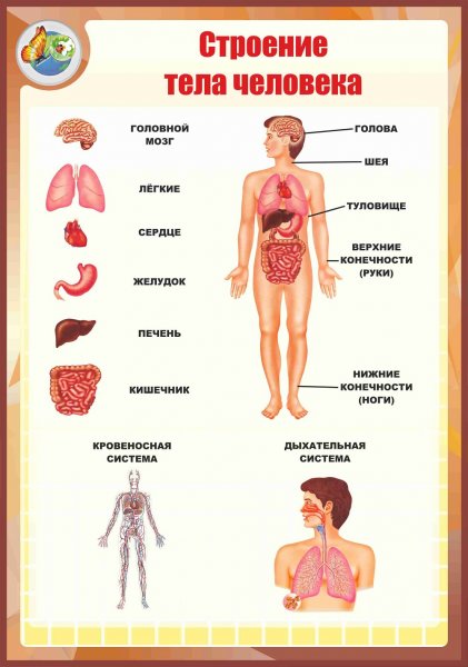 Тело человека органы для детей