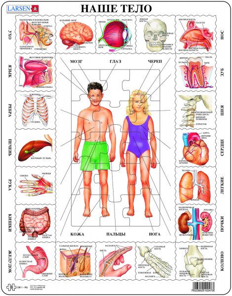 Тело человечка для детей