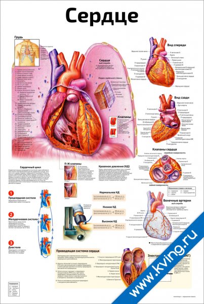 Сердце анатомия плакат