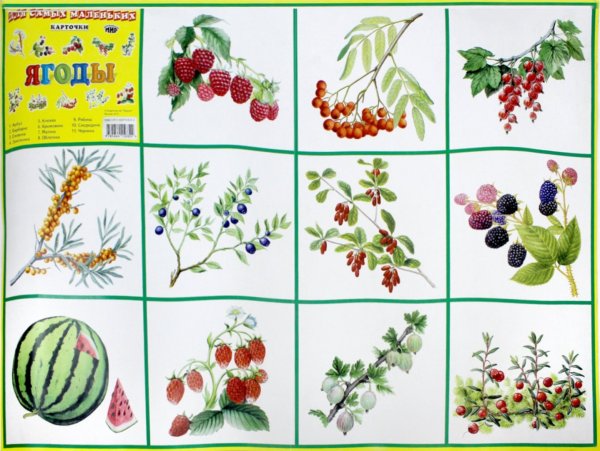 Садовые ягоды. Плакат