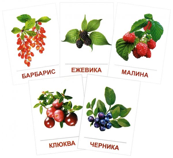 Ягоды с названиями для детей