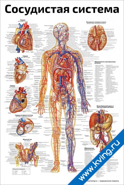 Грибы на иврите транскрипция