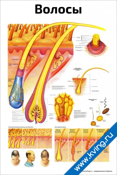 Название частей тела