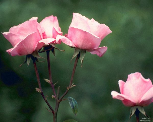 Поздравления с днём рождения женщине провославные