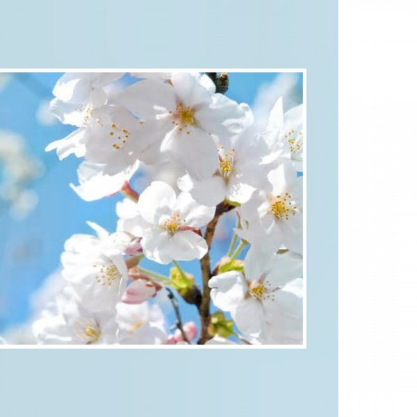 Весенние цветы