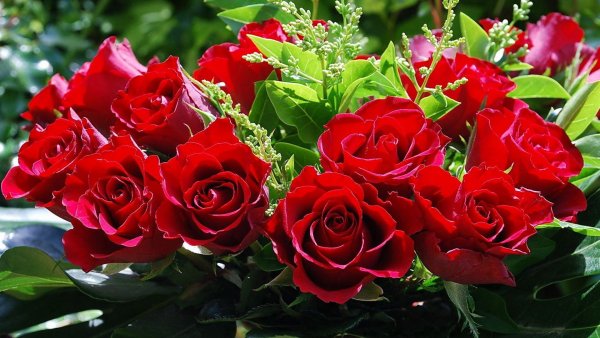 Роза шикарная