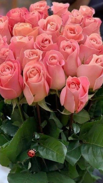 Шикарные цветы