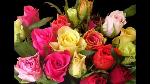 Очень красивые и шикарные цветы.