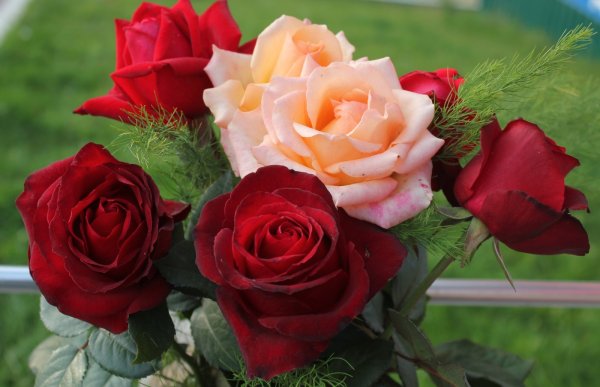 Прекрасные розы