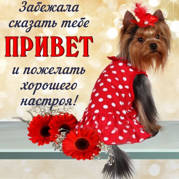 Открытки привет прикольные