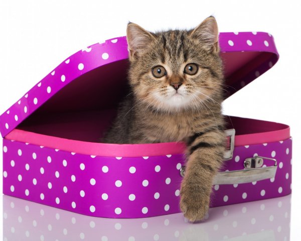 Живые открытки