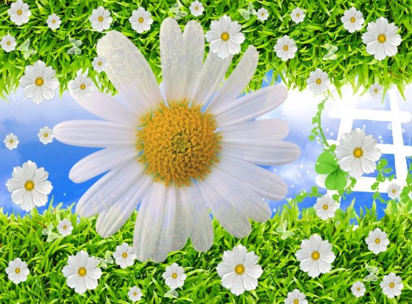 Фон ромашки